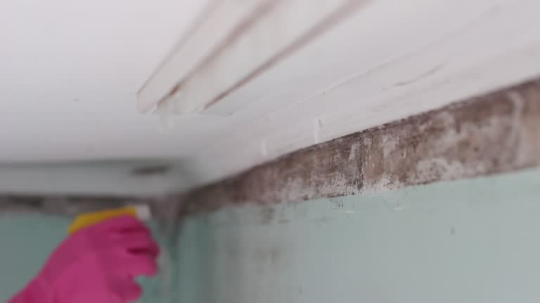 Best Real Estate Mold Inspection  in Shinnston, WV